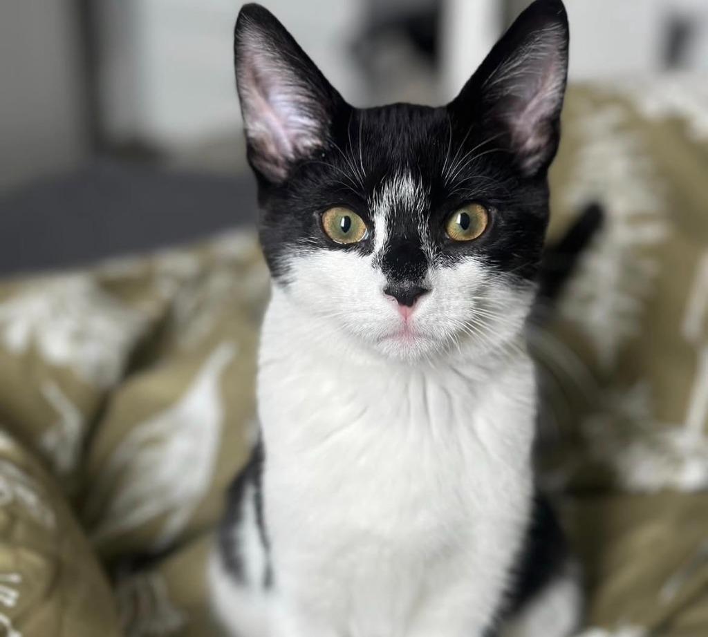 Kingston (meet me in the Cat Lounge!), Adoptable, Kitten Male Domestic Short Hair.