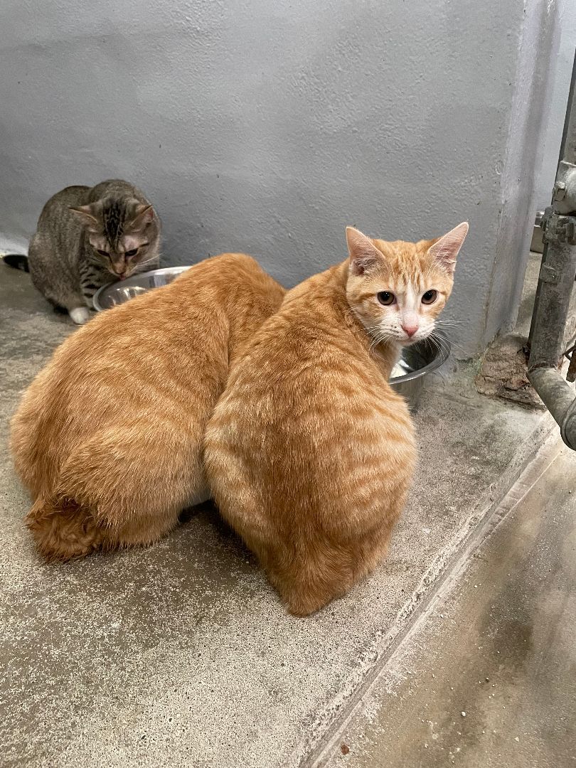 Mary Jane Peanut Butter Twist, a Adoptable mixed breed in Wilder, KY image 1/4