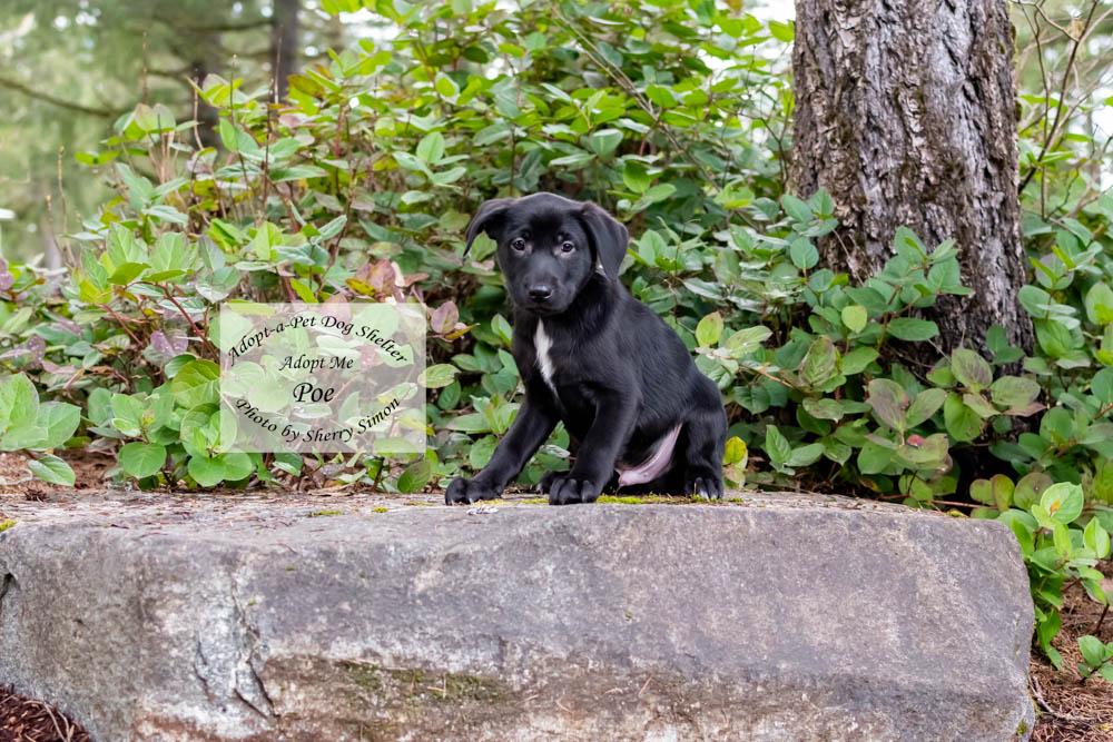 Enlarge POE, a Adoptable mixed breed in Shelton, WA image 6/6