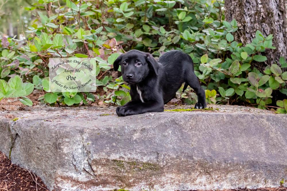 Enlarge POE, a Adoptable mixed breed in Shelton, WA image 1/6
