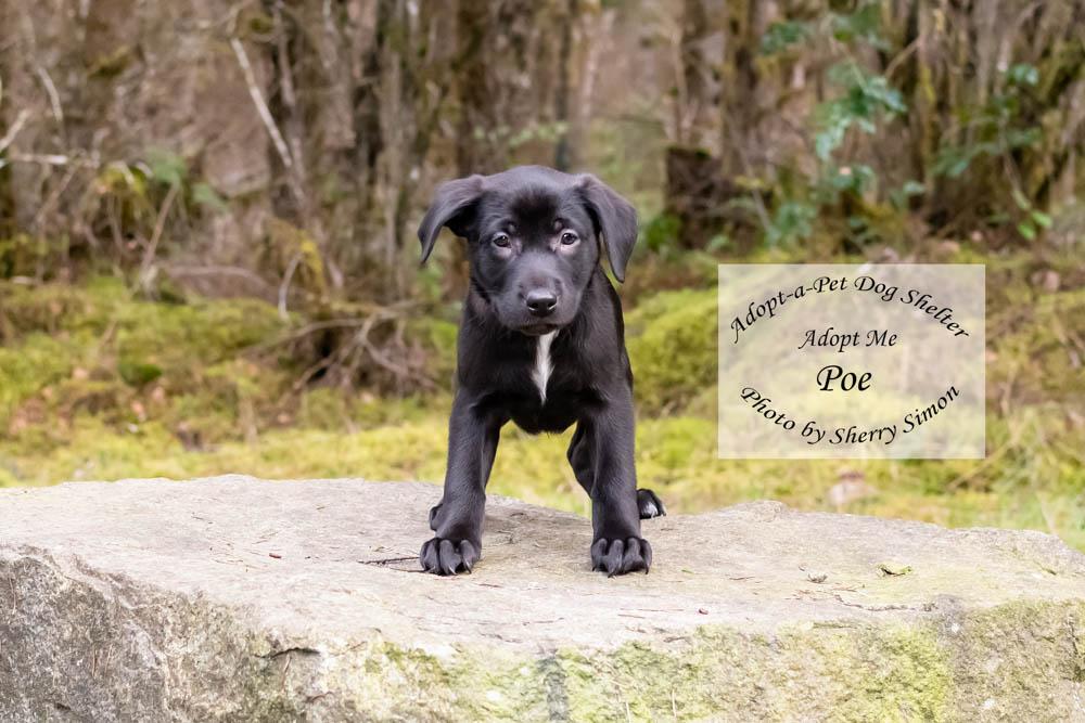 Enlarge POE, a Adoptable mixed breed in Shelton, WA image 4/6