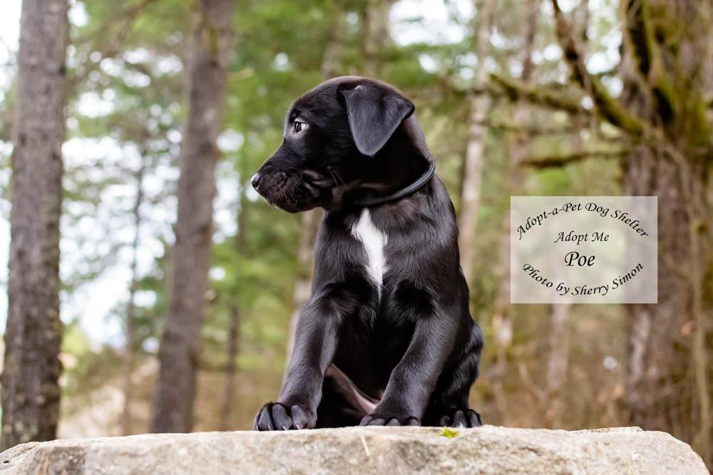 Enlarge POE, a Adoptable mixed breed in Shelton, WA image 5/6