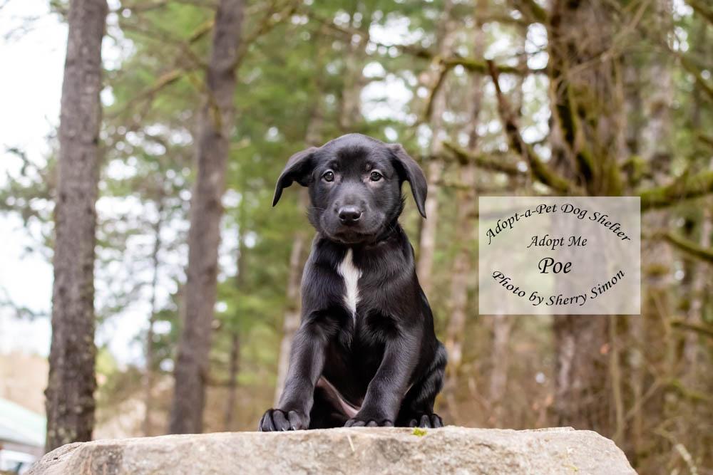 Enlarge POE, a Adoptable mixed breed in Shelton, WA image 2/6