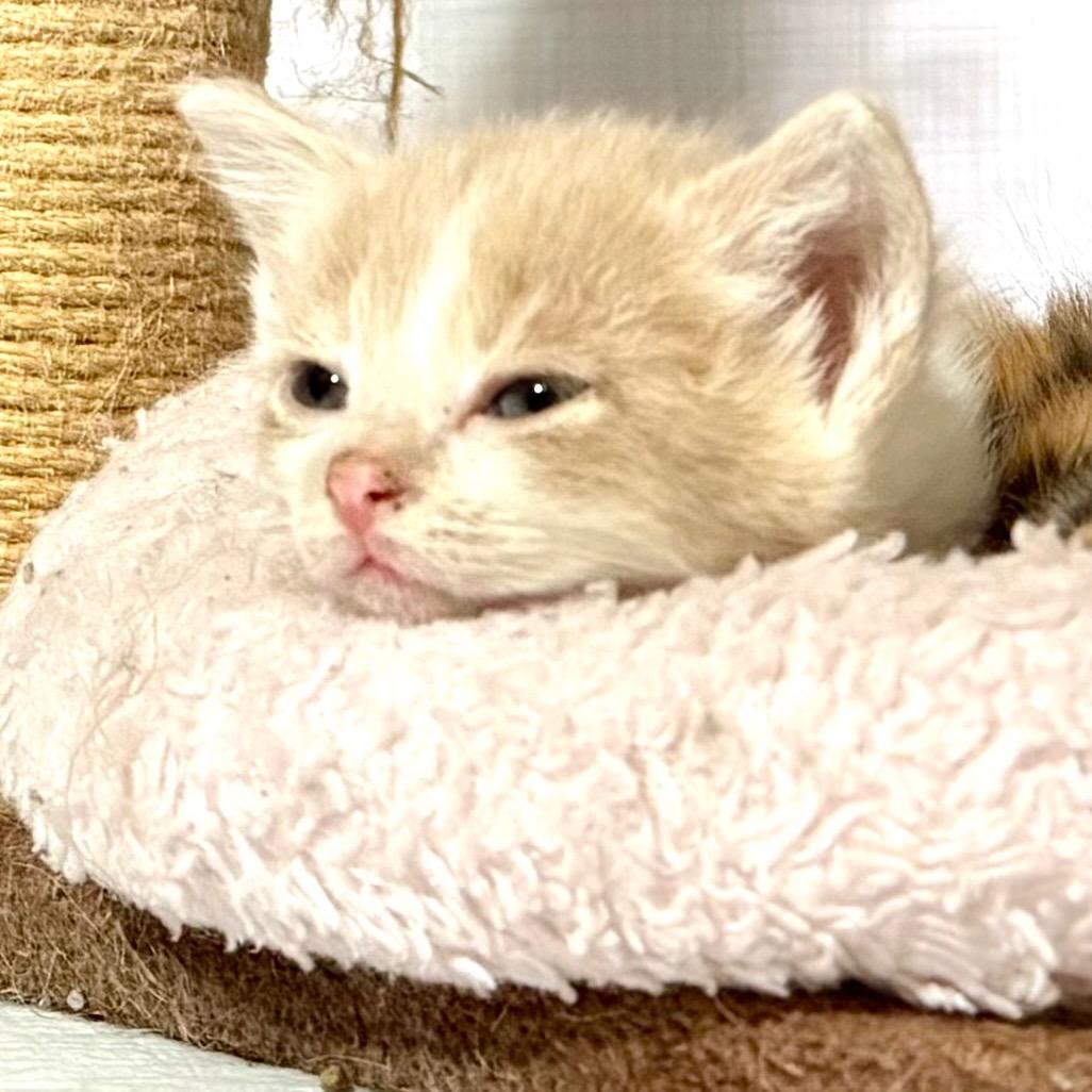 Pink Lady, Adoptable, Kitten Female Domestic Short Hair.