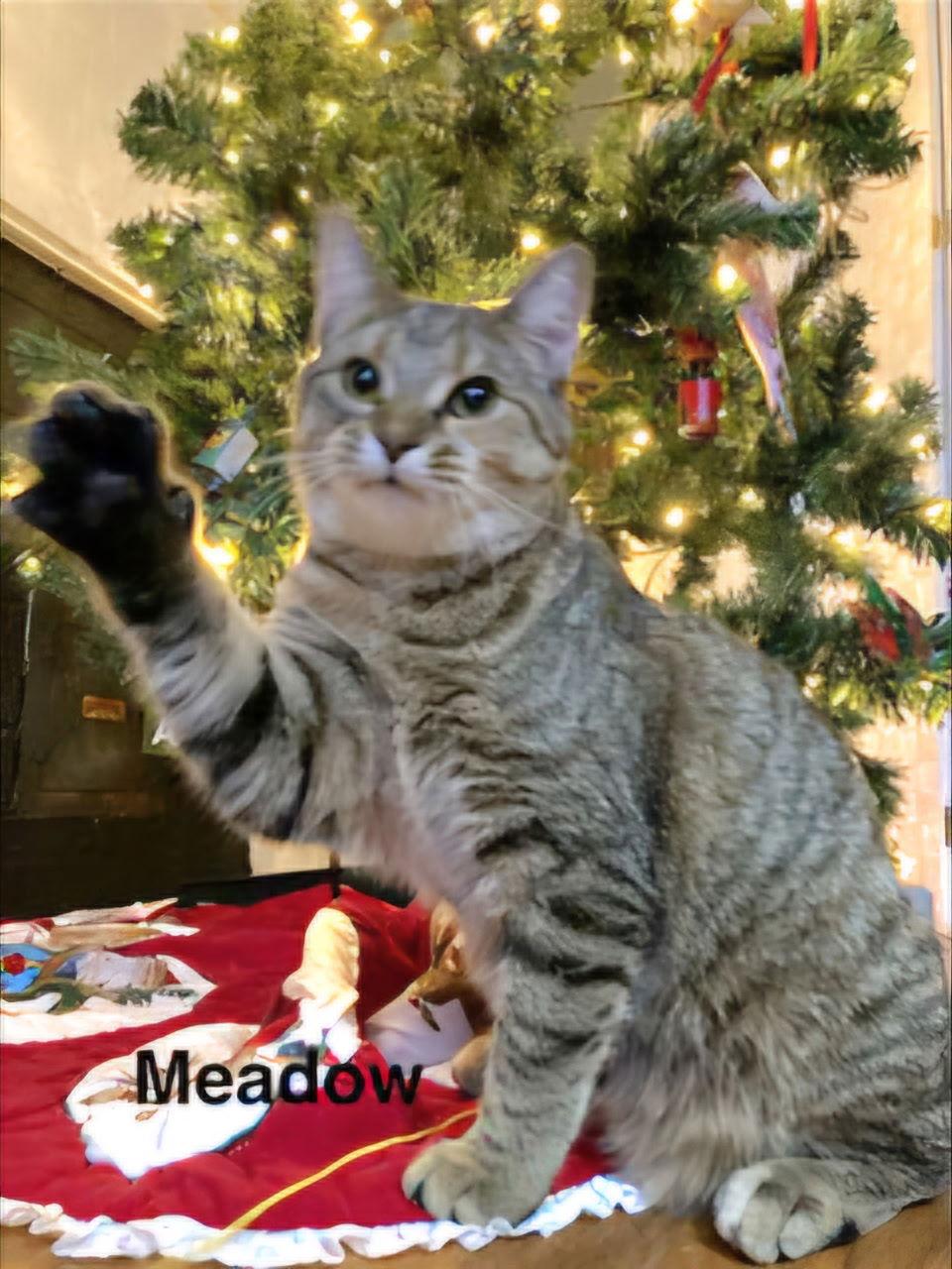 MEADOW GIRL, Adoptable, Adult Female Domestic Short Hair.