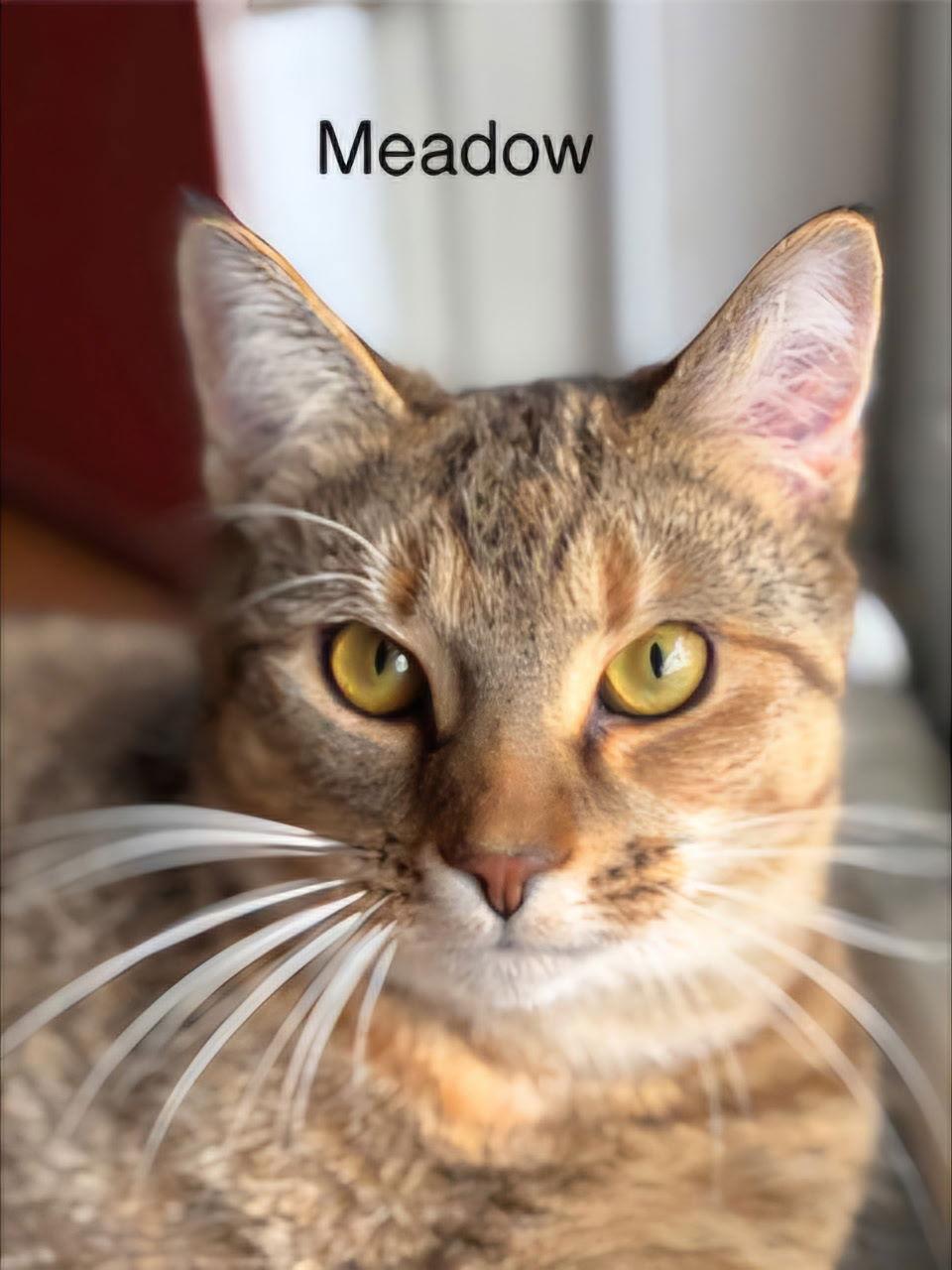 MEADOW GIRL, a Adoptable Domestic Short Hair in Franklin, TN image 2/3