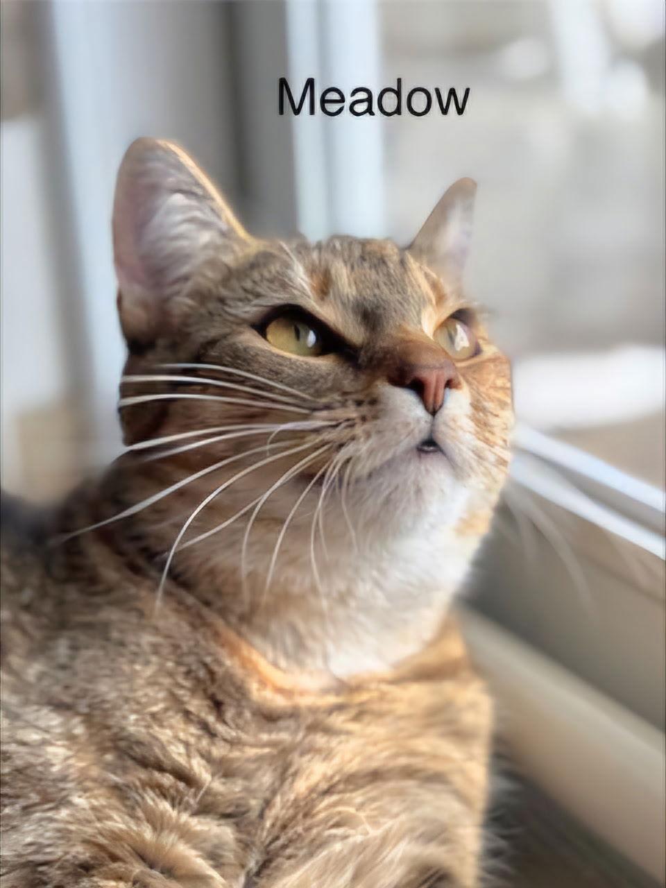 MEADOW GIRL, a Adoptable Domestic Short Hair in Franklin, TN image 3/3