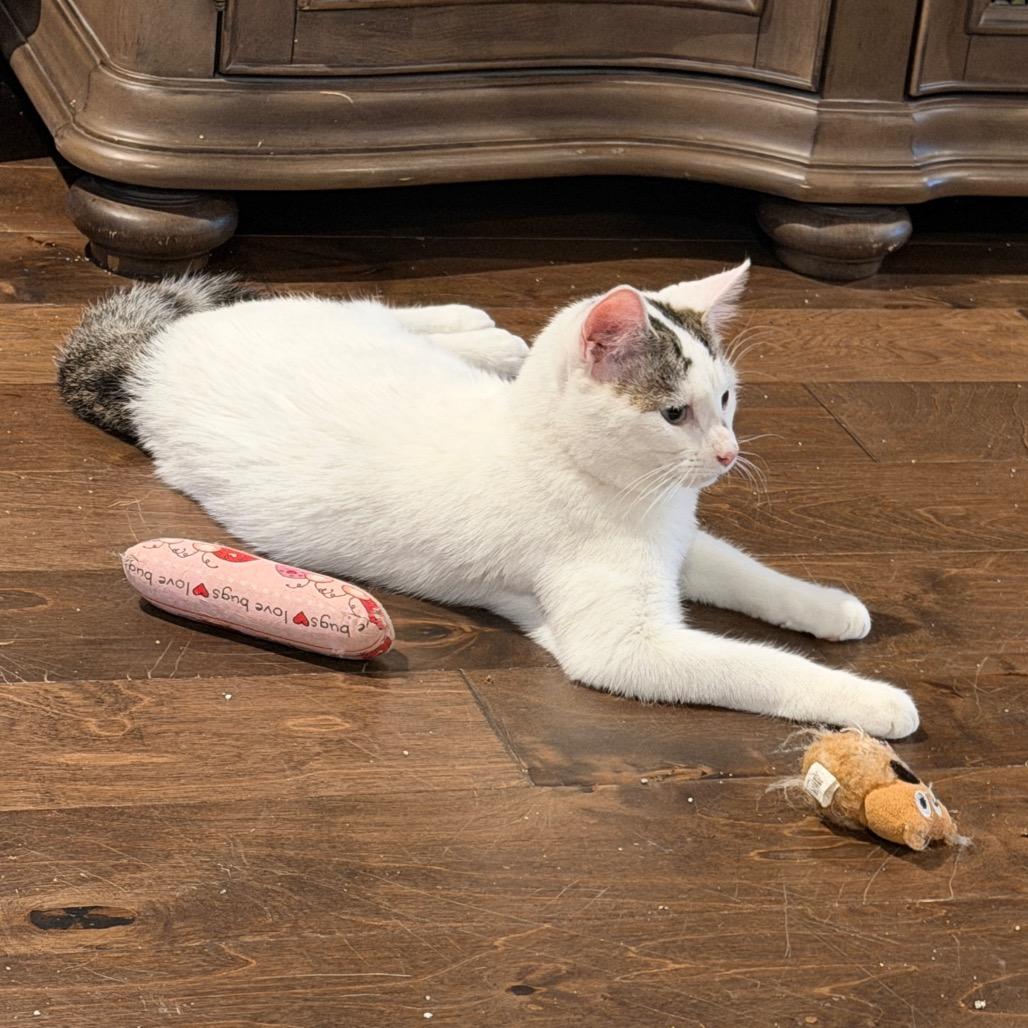 Frodo, a Adoptable Domestic Short Hair in Huntsville, AL image 1/5