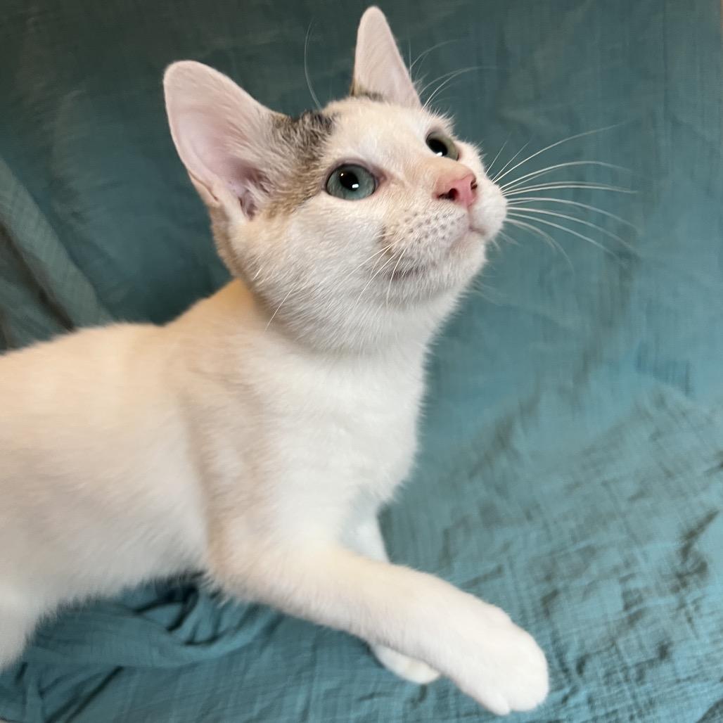 Frodo, a Adoptable Domestic Short Hair in Huntsville, AL image 2/5