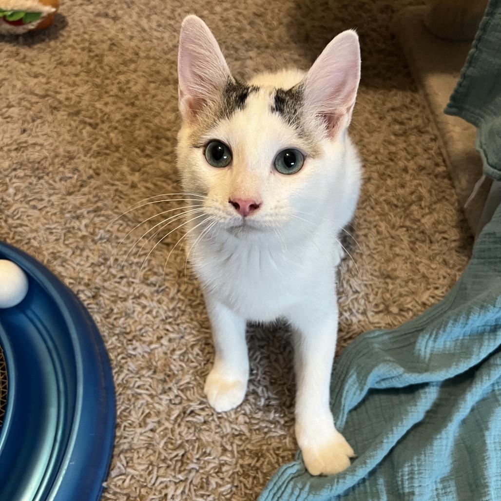 Frodo, a Adoptable Domestic Short Hair in Huntsville, AL image 3/5
