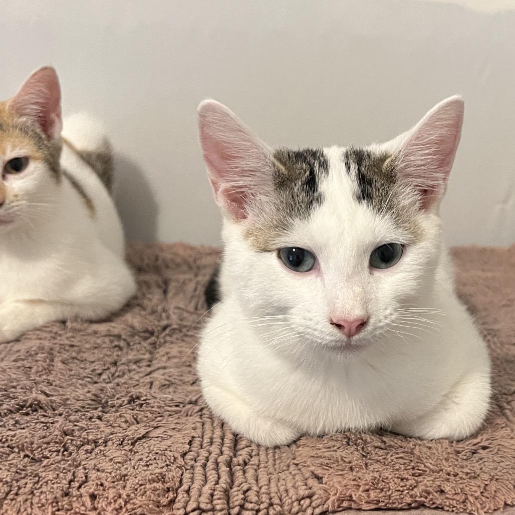 Frodo, a Adoptable Domestic Short Hair in Huntsville, AL image 4/5