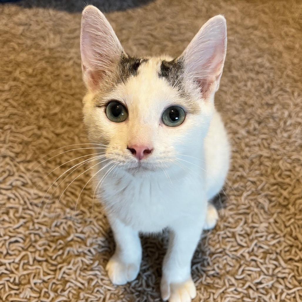 Frodo, a Adoptable Domestic Short Hair in Huntsville, AL image 5/5