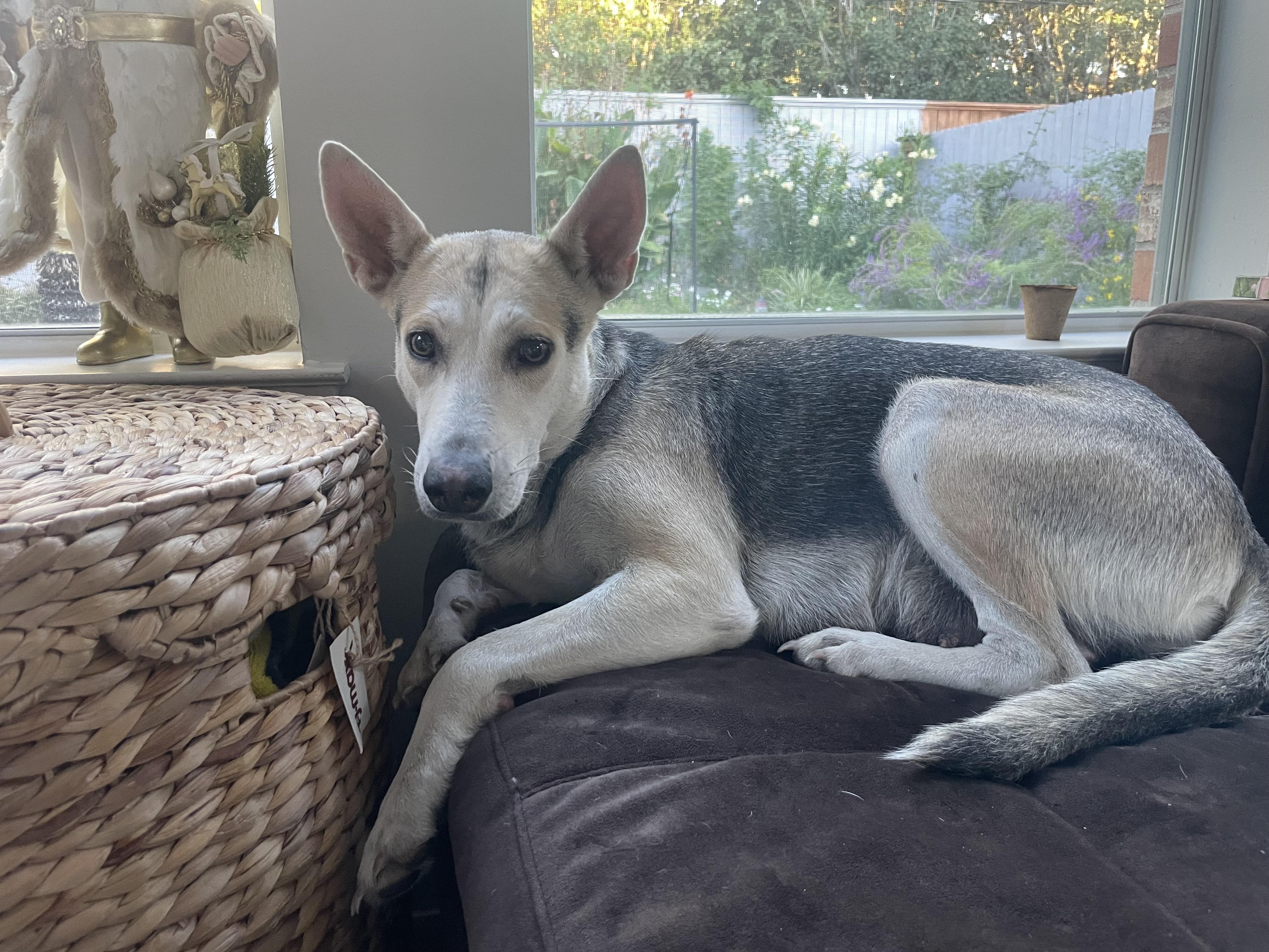 Spice, Adoptable, Young Female German Shepherd Dog.