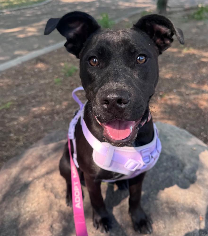 Enlarge Sunny, a Adoptable mixed breed in Commerce City, CO image 2/6