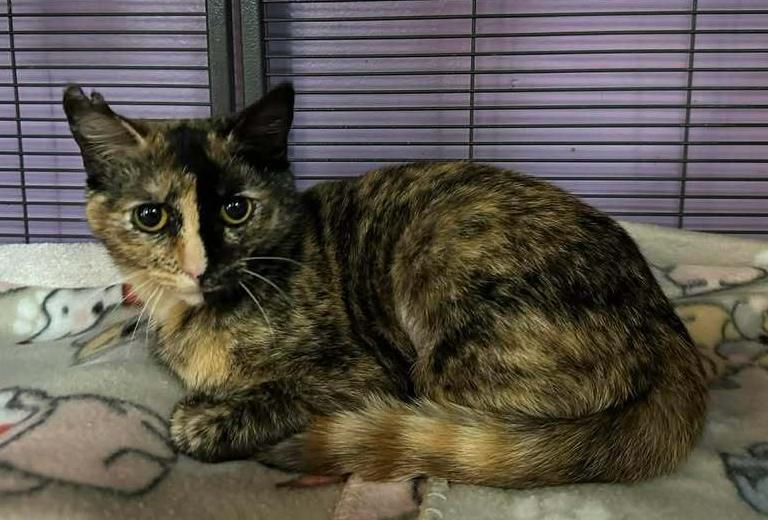 Enlarge Amber, a Adoptable mixed breed in Woodbridge, VA image 1/1