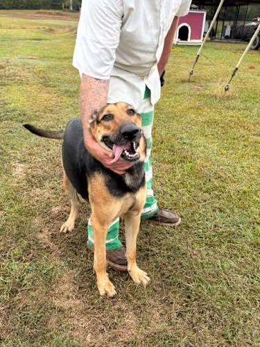 Tru, a Adoptable German Shepherd Dog in Watertown, CT image 1/4