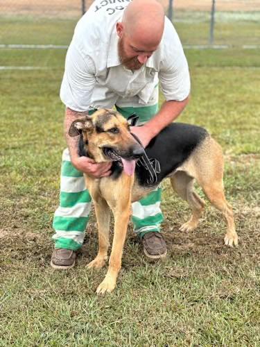 Tru, a Adoptable German Shepherd Dog in Watertown, CT image 2/4