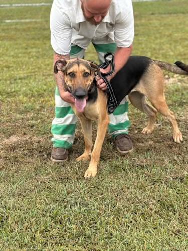 Tru, a Adoptable German Shepherd Dog in Watertown, CT image 3/4
