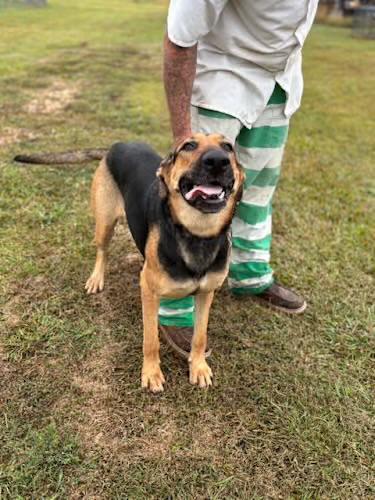 Tru, a Adoptable German Shepherd Dog in Watertown, CT image 4/4