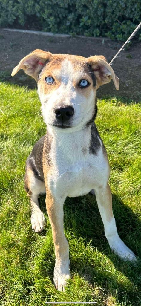Rocket, Adoptable, Young Male Husky & Beagle.