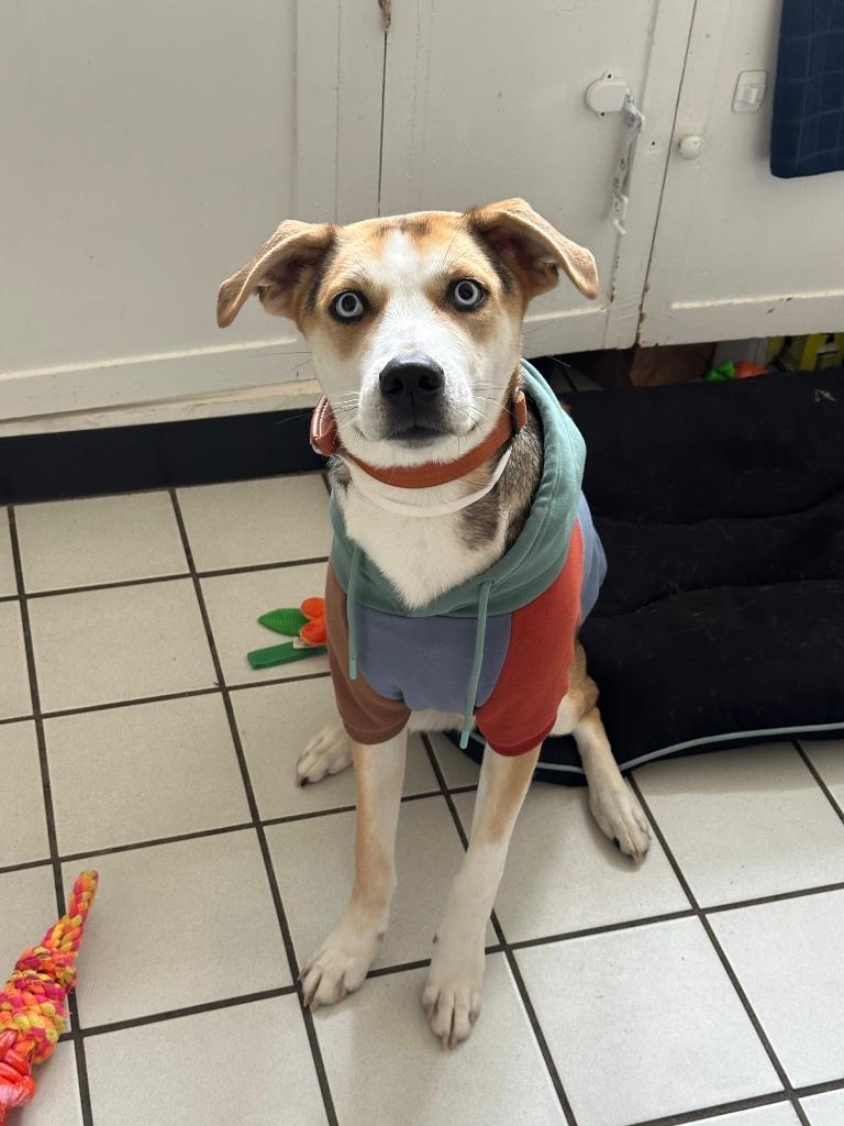 Enlarge Rocket, a Adoptable mixed breed in Brookings, OR image 2/5