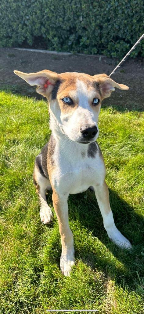 Enlarge Rocket, a Adoptable mixed breed in Brookings, OR image 4/5