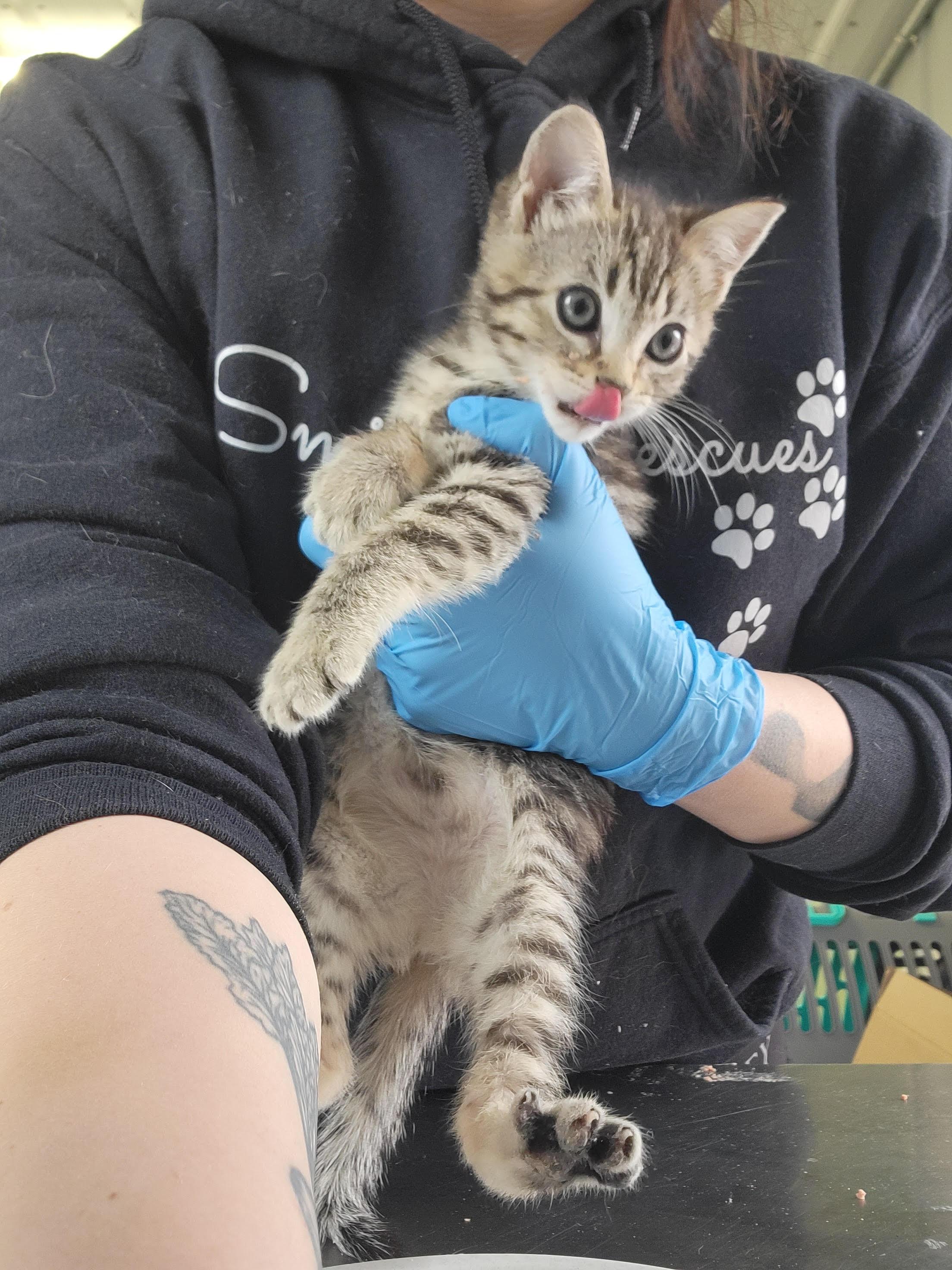 Enlarge Cashew, an adopted American Shorthair in Fertile, MN image 1/1