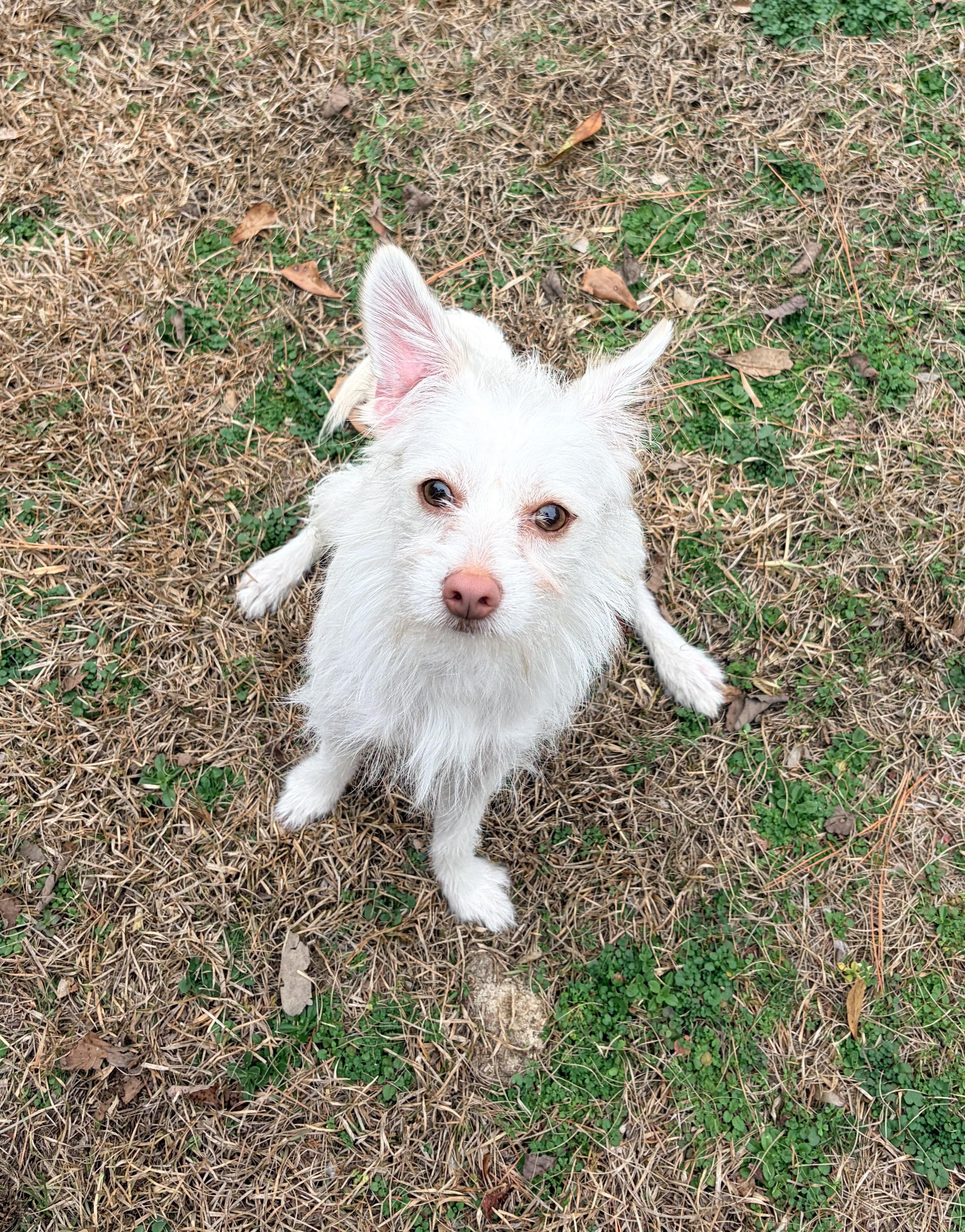 Enlarge Milo, a ADOPTABLE mixed breed in Carthage, NC image 3/3