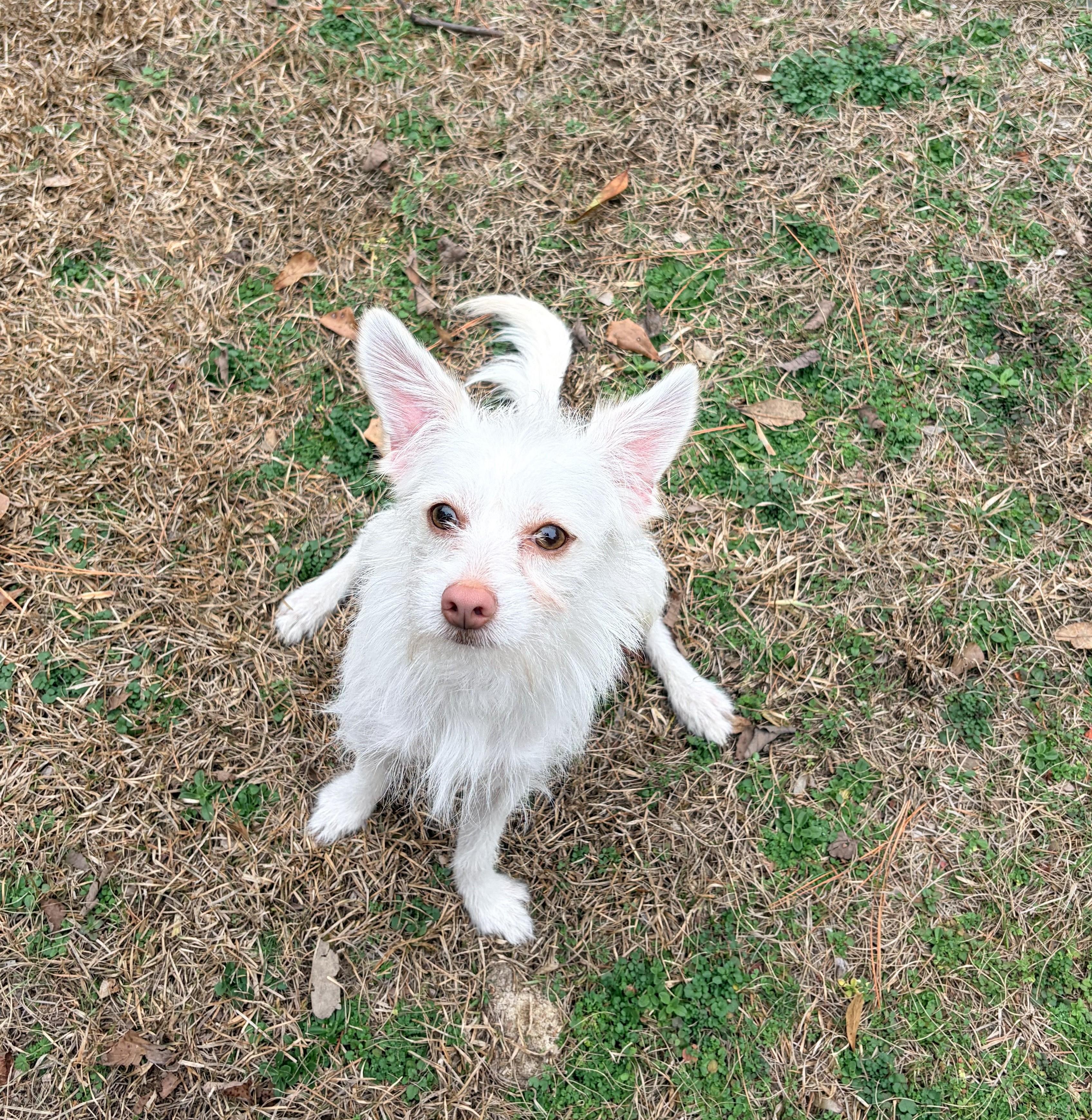 Enlarge Milo, a ADOPTABLE mixed breed in Carthage, NC image 1/3
