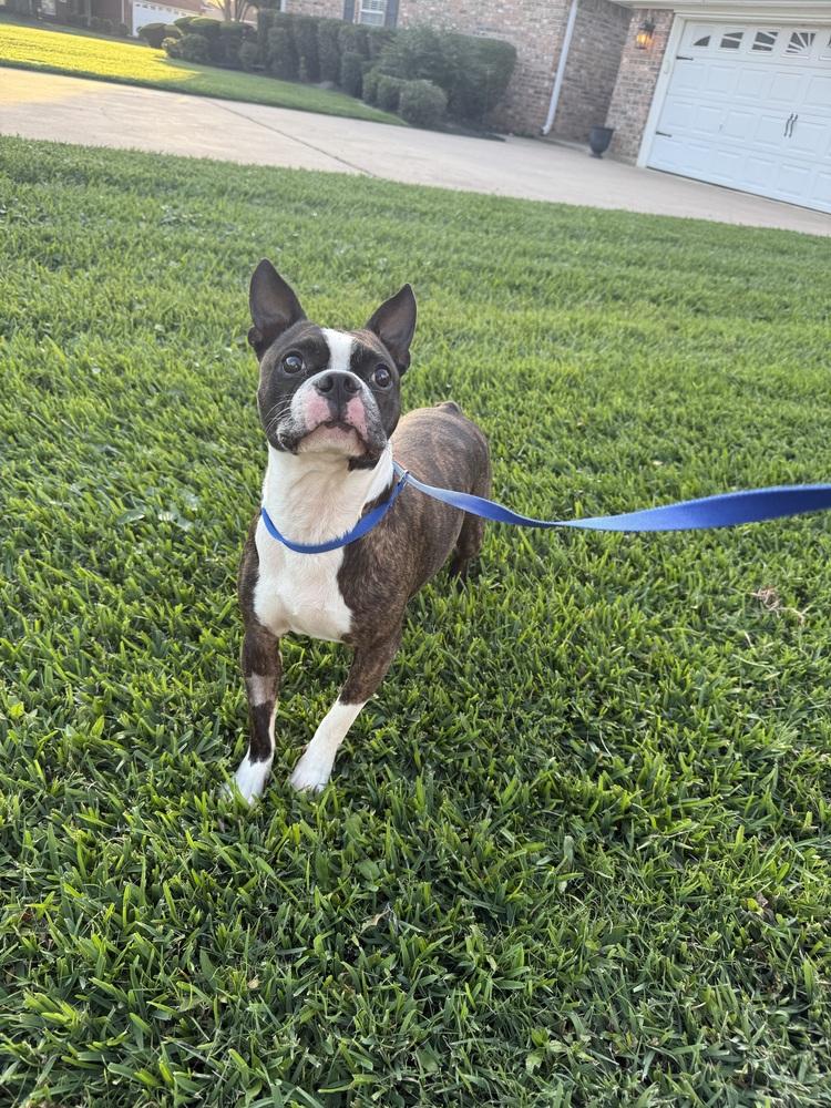 Enlarge Murray, a Adoptable Boston Terrier in Fredericton, NB image 1/3