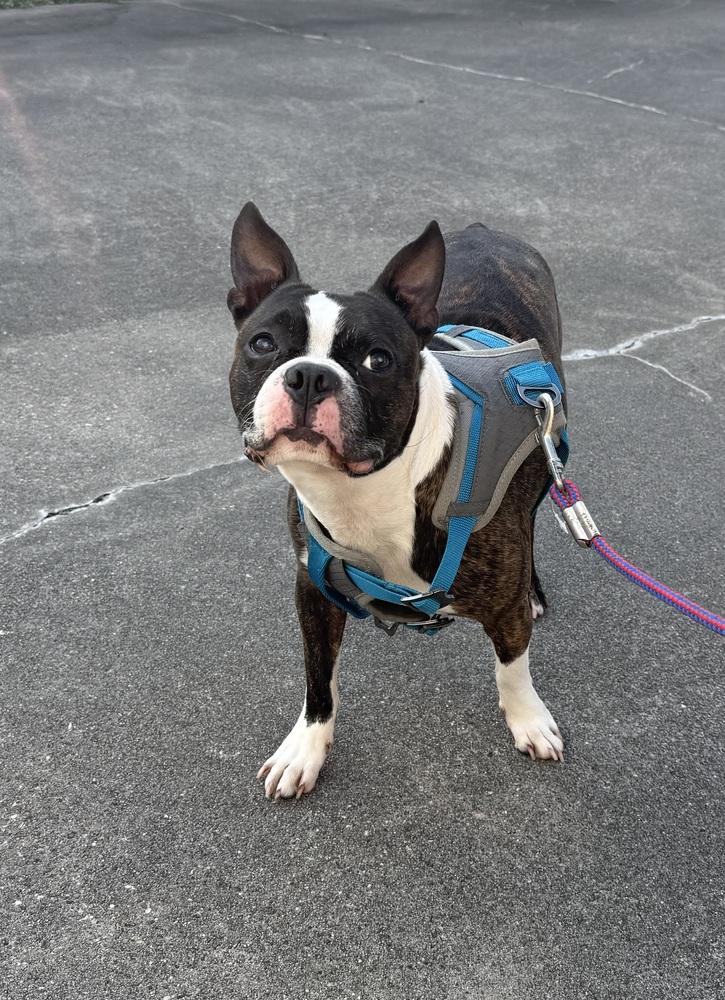 Enlarge Murray, a Adoptable Boston Terrier in Fredericton, NB image 2/3