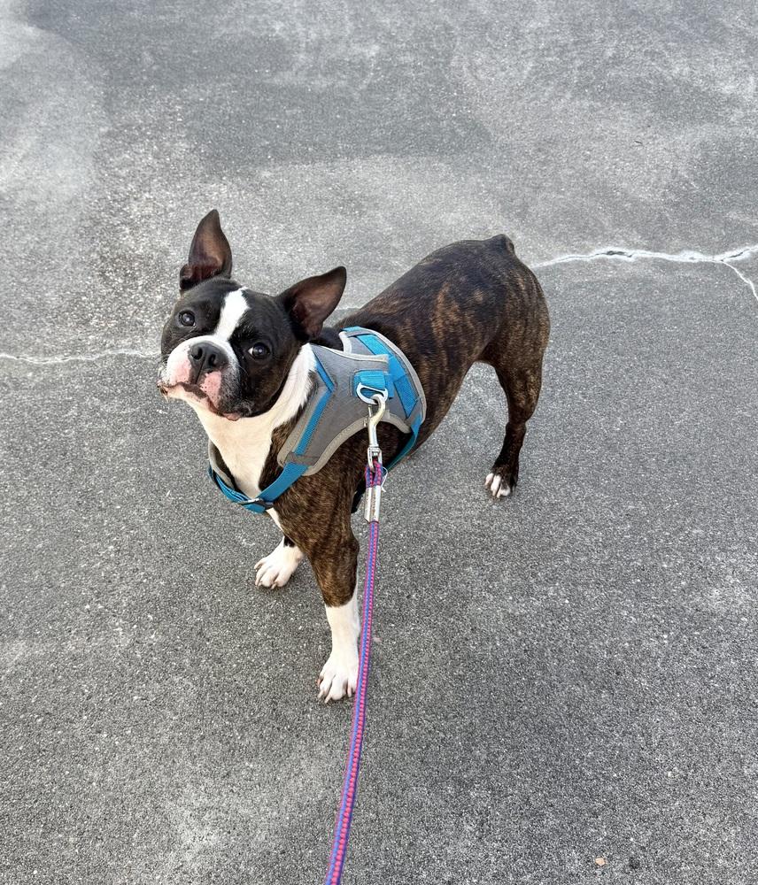 Enlarge Murray, a Adoptable Boston Terrier in Fredericton, NB image 3/3
