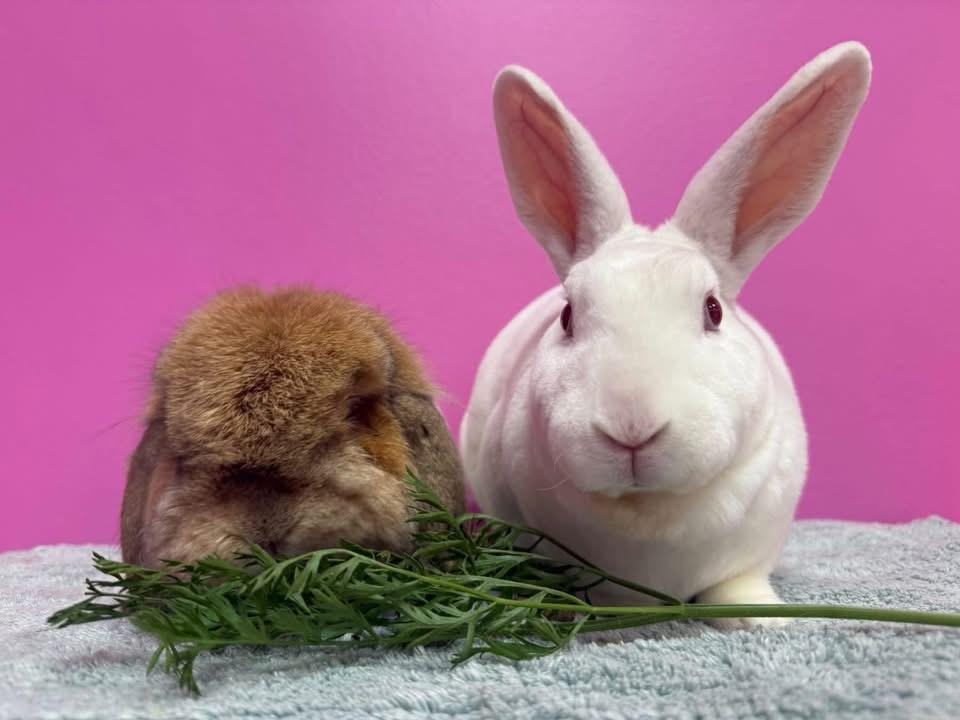 Bread and Butter, Adoptable, Adult Female Rex.