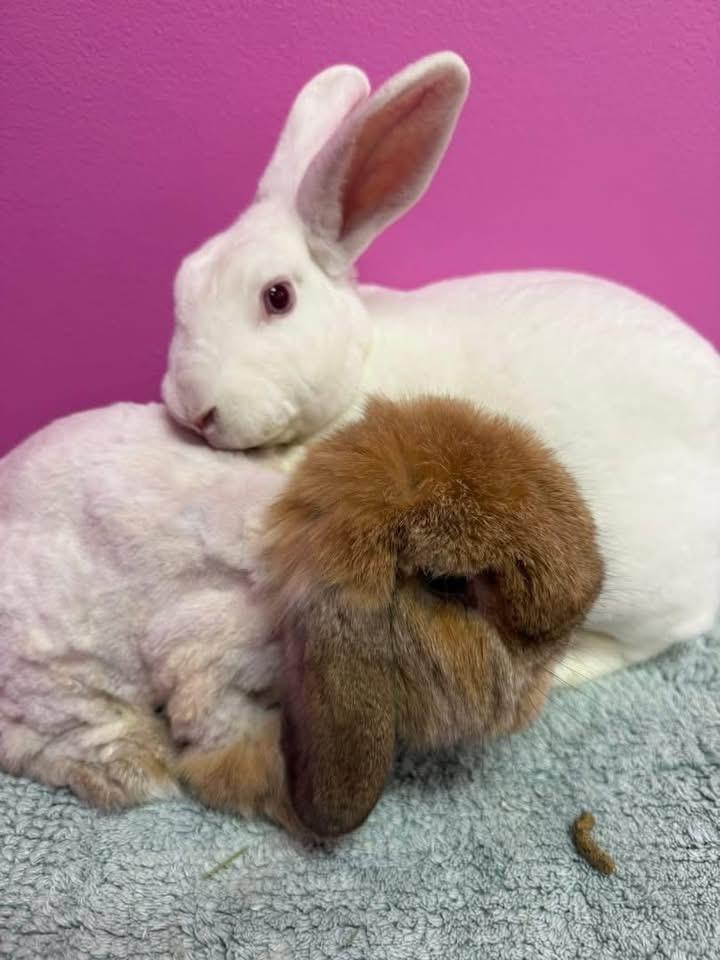 Enlarge Bread and Butter, a Adoptable Rex in St. Charles, MO image 2/4
