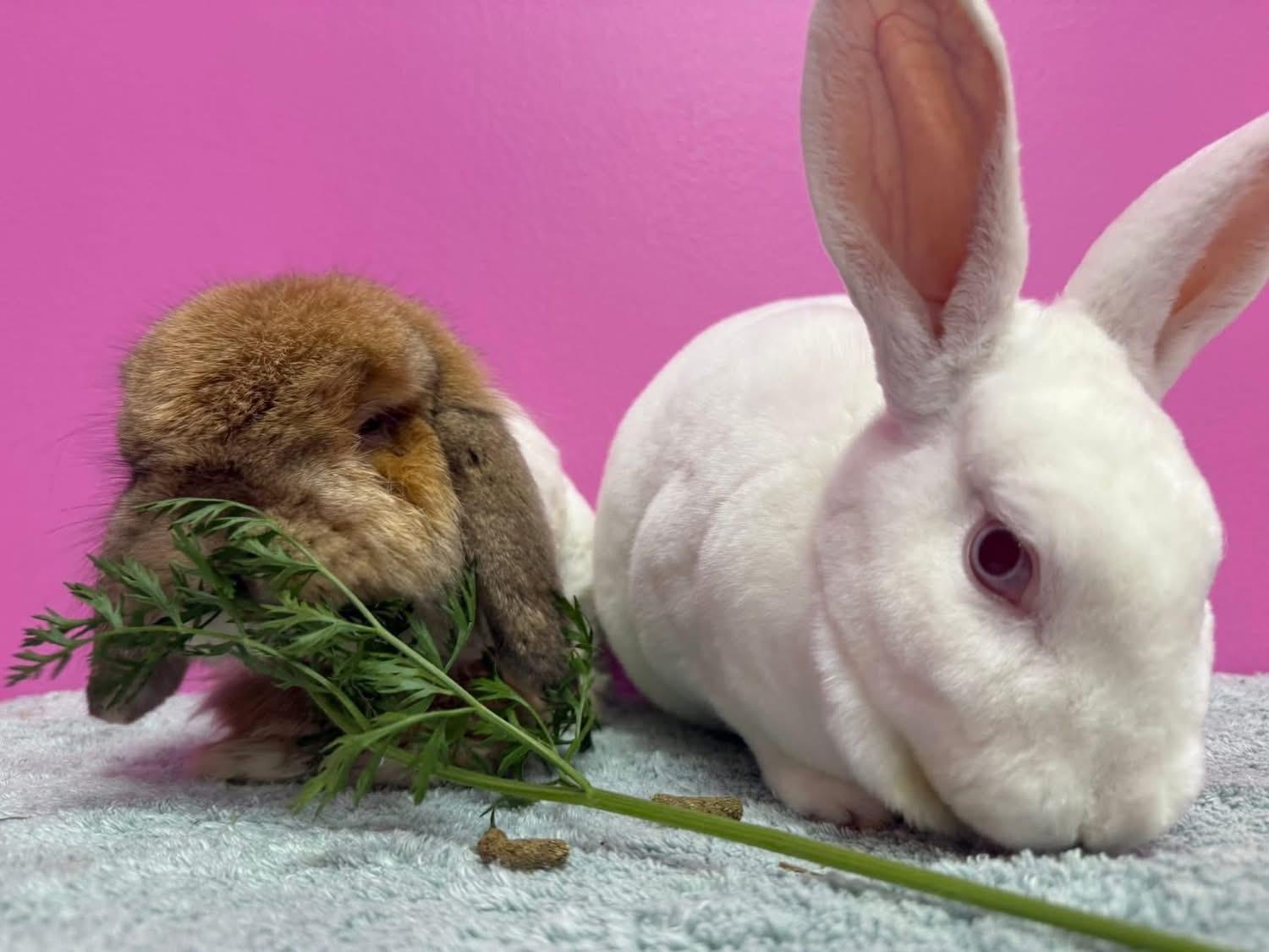 Enlarge Bread and Butter, a Adoptable Rex in St. Charles, MO image 3/4