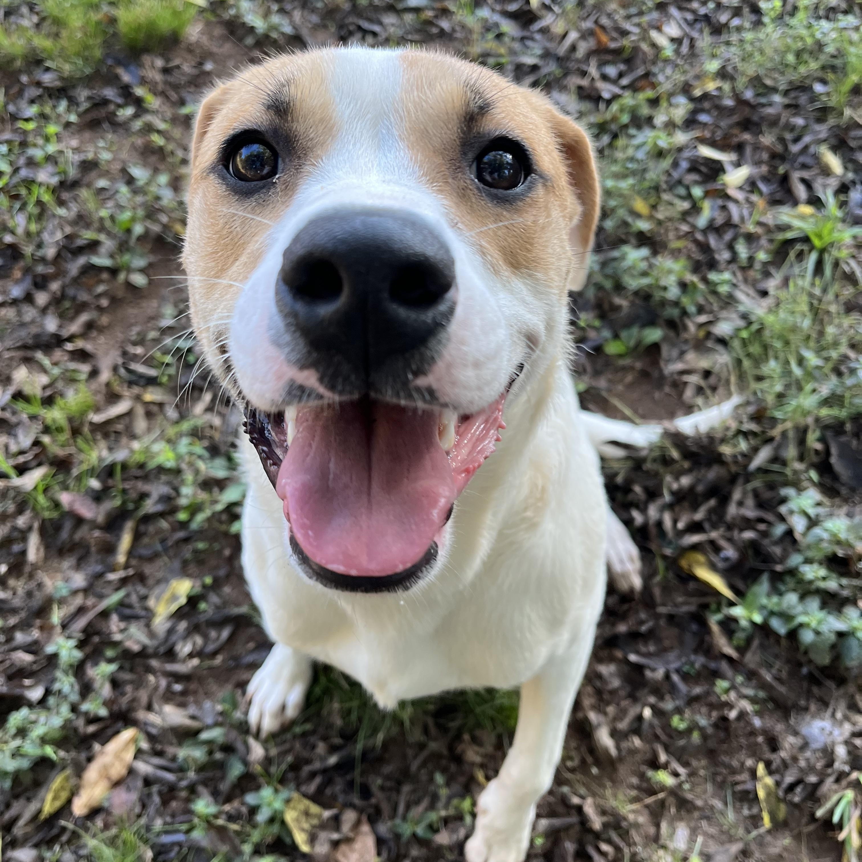 Enlarge Eevee, a Adopted mixed breed in Loudon, TN image 3/3