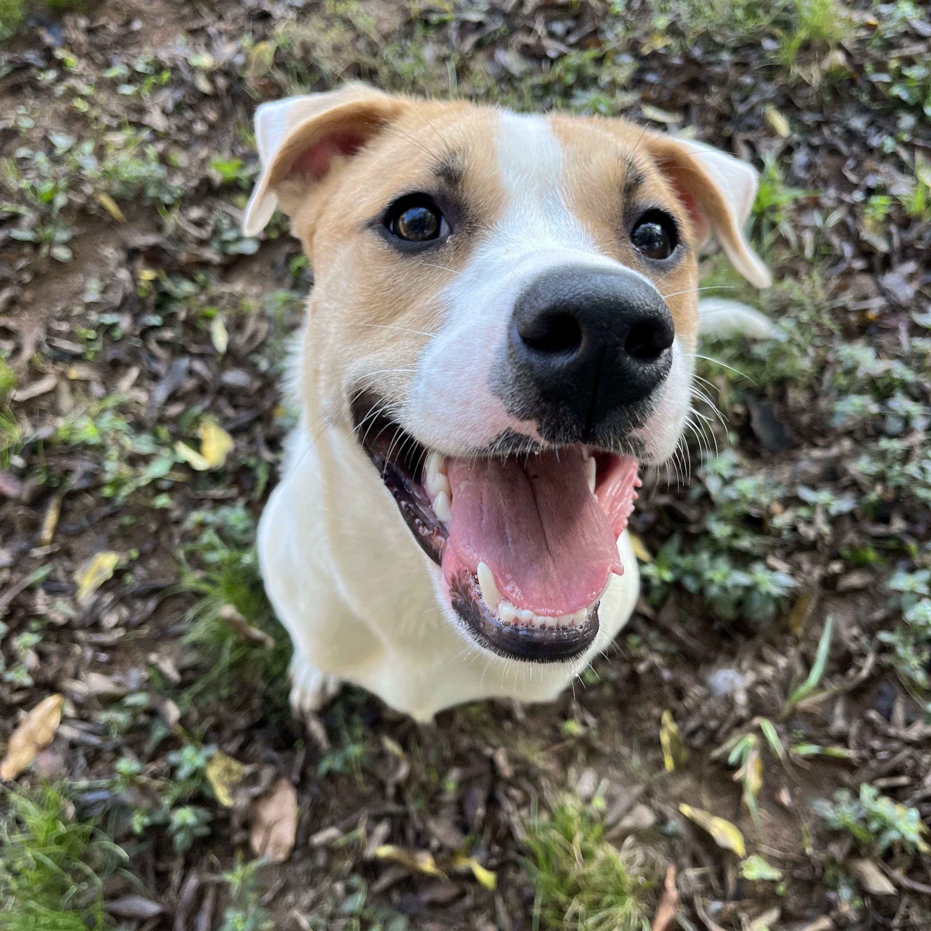 Enlarge Eevee, a Adopted mixed breed in Loudon, TN image 1/3