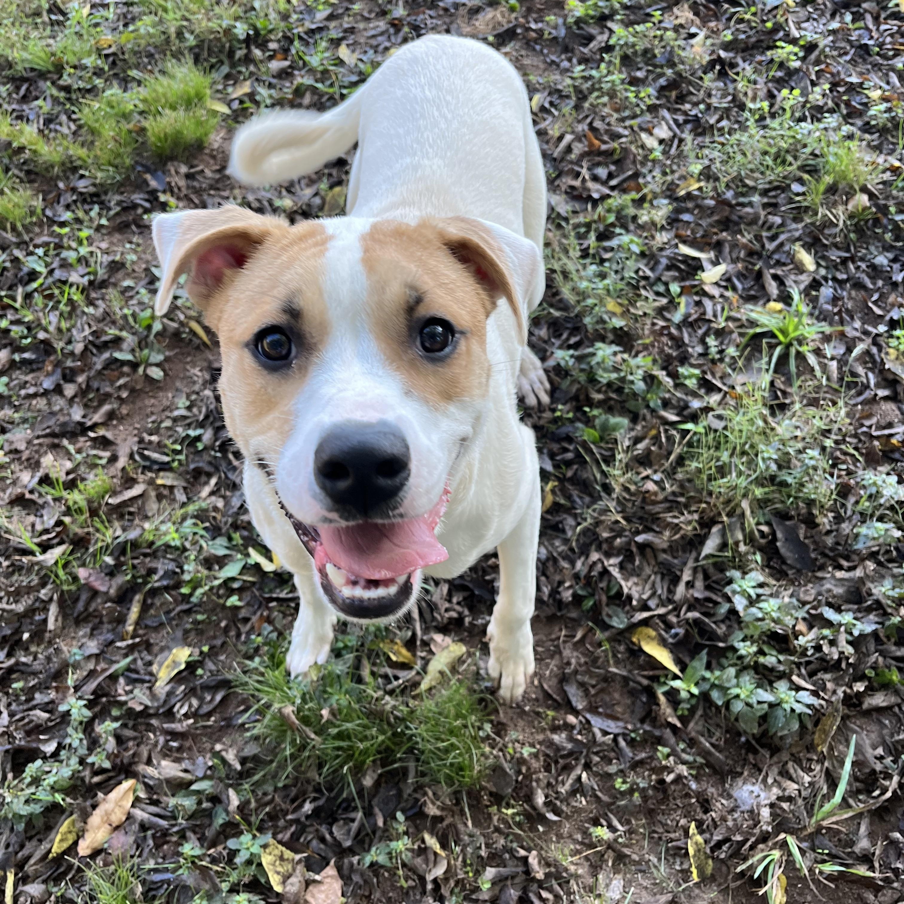 Enlarge Eevee, a Adopted mixed breed in Loudon, TN image 2/3