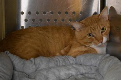 Monopoly, Adoptable, Adult Male Domestic Short Hair & Domestic Short Hair.