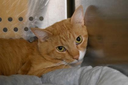 Enlarge Monopoly, a Adoptable mixed breed in Kansas City, MO image 2/2