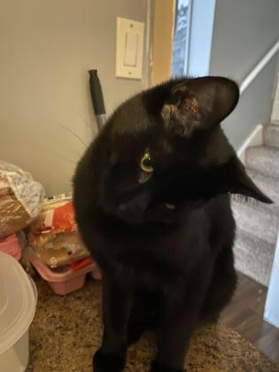 Beau, Adoptable, Young Male Domestic Short Hair & Domestic Short Hair.