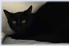 Beau, a Adoptable Domestic Short Hair in Simcoe, ON image 2/3
