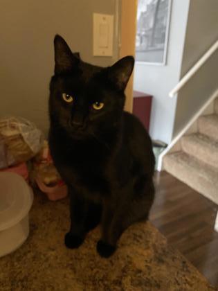 Beau, a Adoptable Domestic Short Hair in Simcoe, ON image 3/3