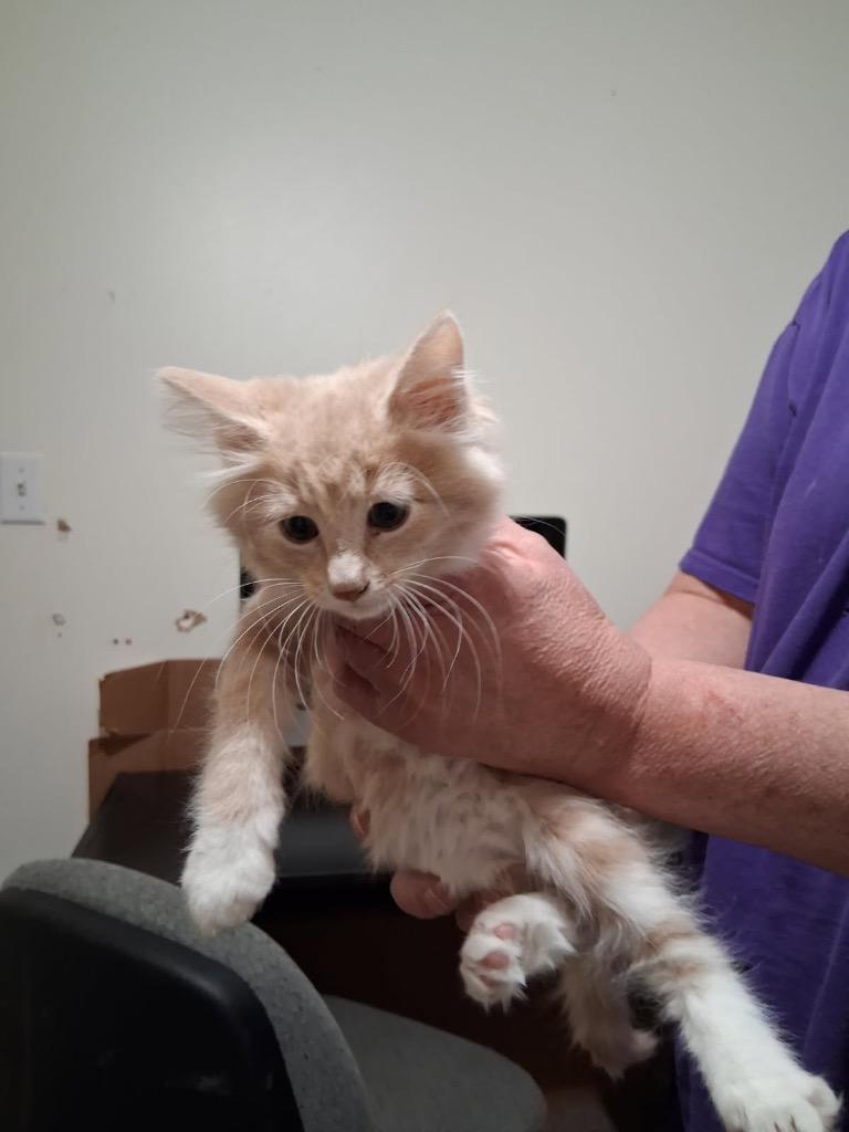 Caili, Adopted, Kitten Female Domestic Medium Hair.