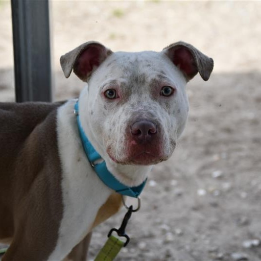 Enlarge Koba, a ADOPTABLE Mixed Breed in Defuniak Springs, FL image 1/1