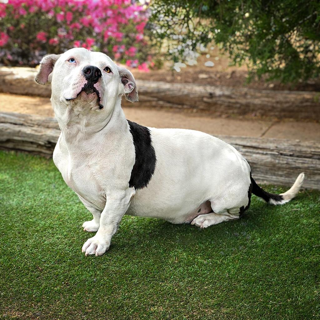 Memorable Moto Moto ~ BassaBull FABULOUS !, Young Male Basset Hound