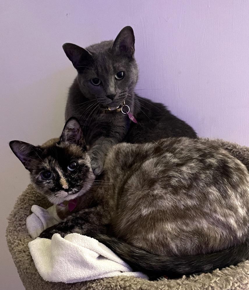 Snowball , an adopted mixed breed in Inez, TX image 4/6