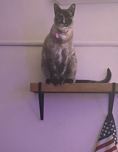 Snowball , an adopted mixed breed in Inez, TX image 6/6