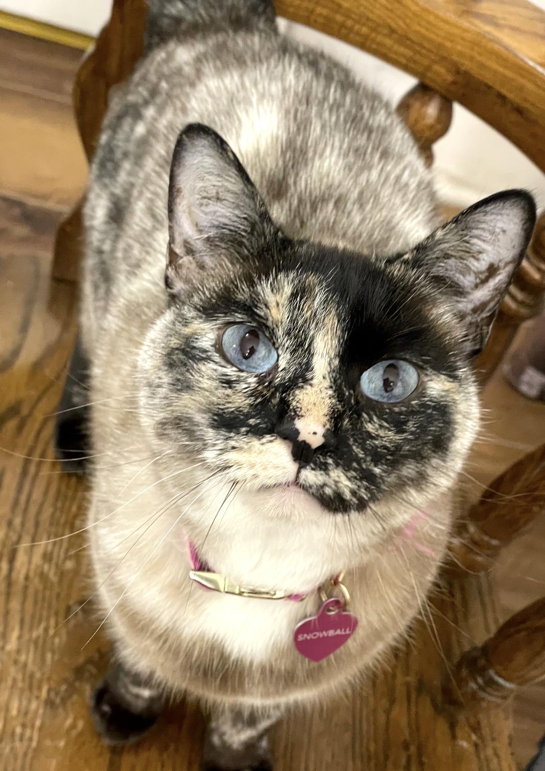 Snowball , an adopted mixed breed in Inez, TX image 2/6