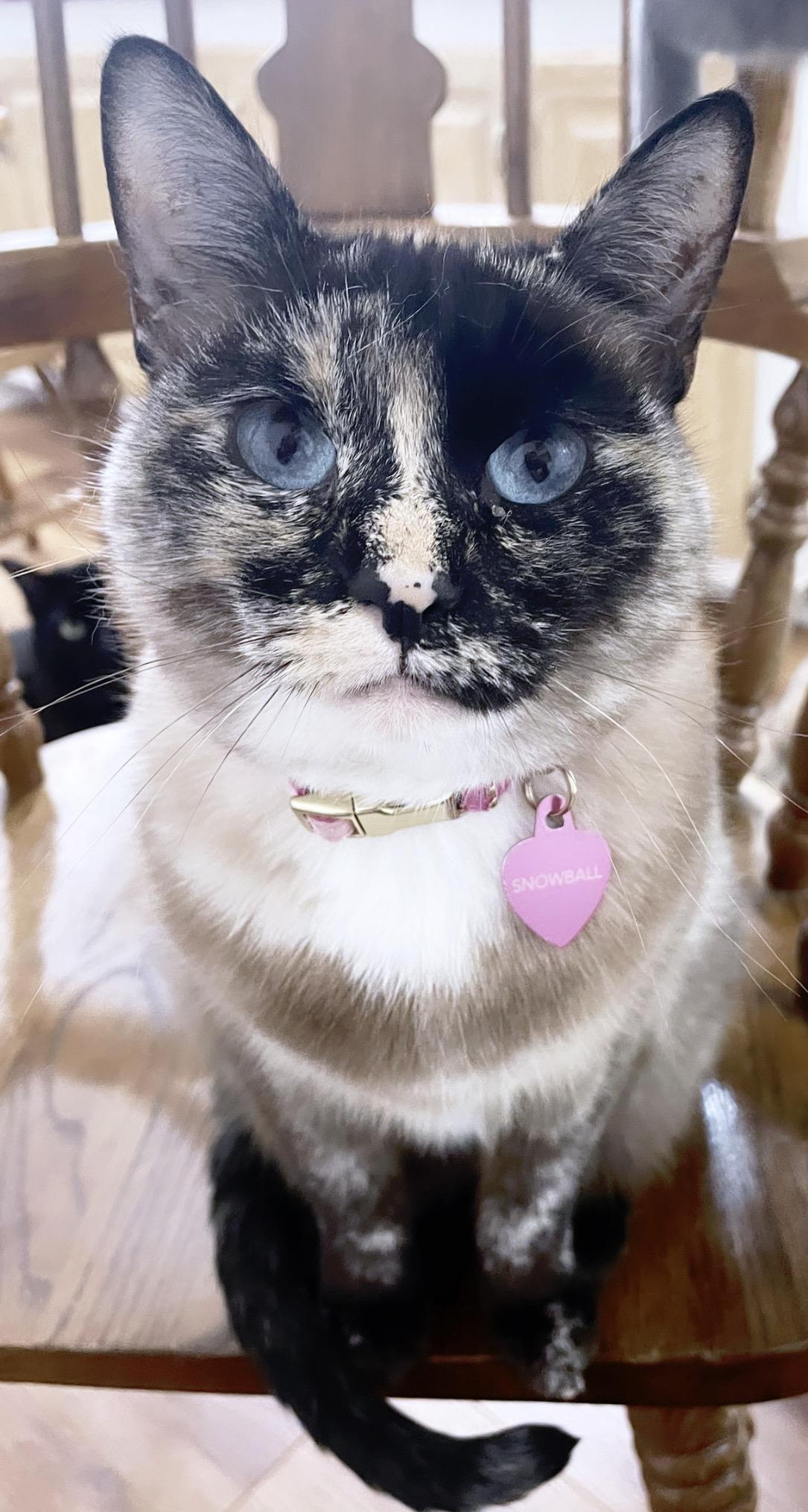 Snowball , adopted, Adult Female Siamese & Domestic Short Hair.